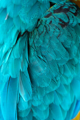 Close-up Peacocks, colorful details and beautiful peacock feathers.