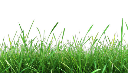 Fototapeta premium a close-up view of lush green grass against a plain white backgr