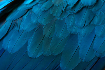 Obraz premium Close-up Peacocks, colorful details and beautiful peacock feathers.