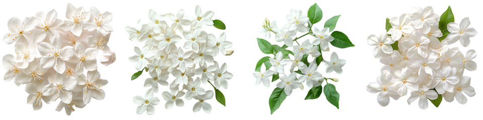 Obraz premium Four Clerodendrum Clusters Flowers, Green Leaves, on Transparent