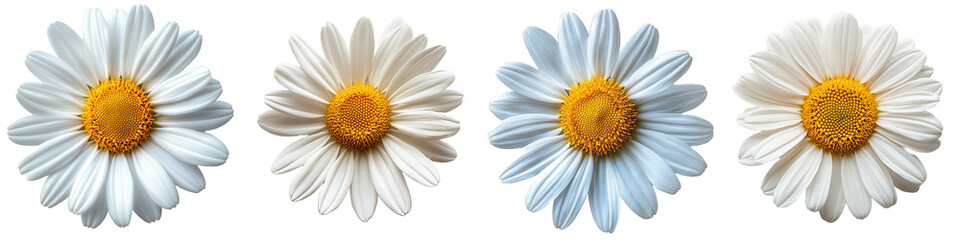 Naklejka premium Four Daisy Flowers with Petals and Yellow Centers on Transparent