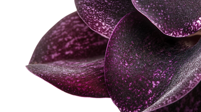 Velvet orchid close-up, deep purple folds and speckled throat, studio-lit to highlight soft fibers, white background