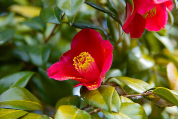 A blooming camellia flower at the park in spring close up