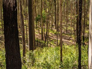  Thin Sapling Bush On Hillside