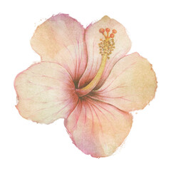 Hand drawn beige hibiscus flower watercolor style sticker with white border © Rawpixel.com