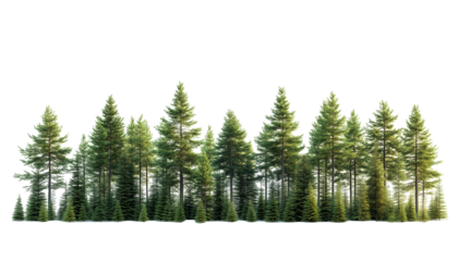Pine Tree Forest Group with Transparent Evergreen Nature