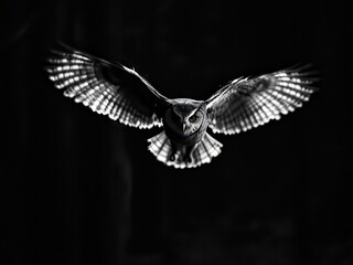 Fototapeta premium Intense Portrait of an Owl