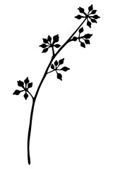 PNG eucalyptus bud, flower clipart, transparent background