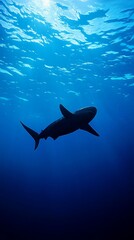 Obraz premium Sleek megalodon glides through deep waters, contrasting with a bulky silhouette in the background, embodying elegance and power. 
