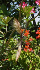 Adenium flower seeds