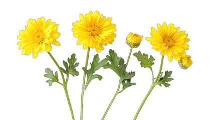 Fototapeta premium yellow daisies with varying stages of bloom showcasing their bri