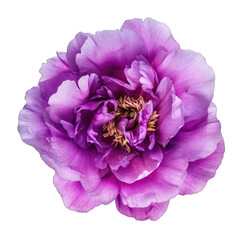 Naklejka premium a vibrant purple flower with layered petals showcasing intricate