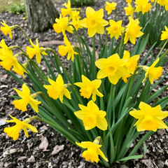 Obraz premium Spring daffodils, bright yellow, new beginnings herald the arrival of warmer days