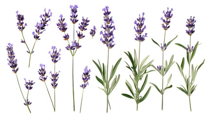 A collection of lavender flowers showcasing various stages of bloom, set against a soft, blurred natural background