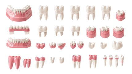 A comprehensive collection of dental models showcasing various tooth types and structures for educational purposes