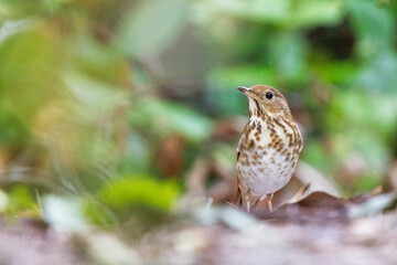 A hermit thrush (Catharus guttatus) visits southwest Florida on its way north in the spring.