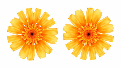 Vibrant Two Orange Marigolds in Watercolor: Detailed Floral Art for Arrangements & Designs - Isolated on White with Empty Space for Creative Use