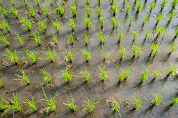 Top view of green rice plants growing in a rice field.