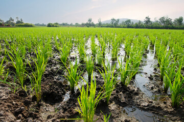 Rice plants are growing in rows in the rice fields at the beginning of the growing season.
