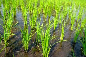 Lush green rice plants at the beginning of the growing season.