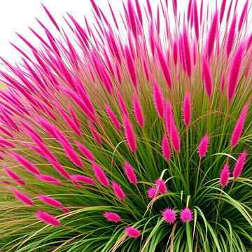 Vibrant and juicy clumps and bumbs of Korean velvet grass Zoysia tenuifolia or zoysiagrass