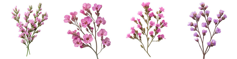 Obraz premium Set of Four Statice Flower Sprigs with Pink Blossoms on Transparent