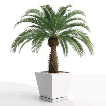 palm tree on a tob on white background