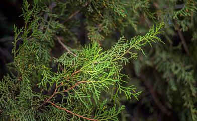 A highly detailed close-up of an evergreen tree branch with delicate green needles. Blurred background iscreating a sense of depth.