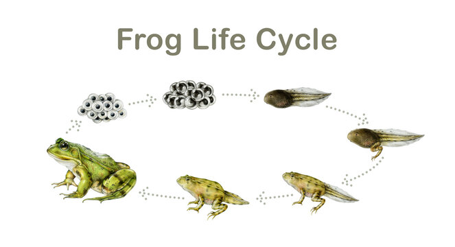 Frog life cycle painted illustration study table. Hand drawn frog, spawn, tadpole on white background. Amphibian study development natural science study table