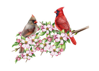 Red cardinal bird couple in springtime blooming flowers watercolor illustration. Hand drawn beautiful birds with lush apple tree spring blossoms. Bright cardinals on a branch on white background