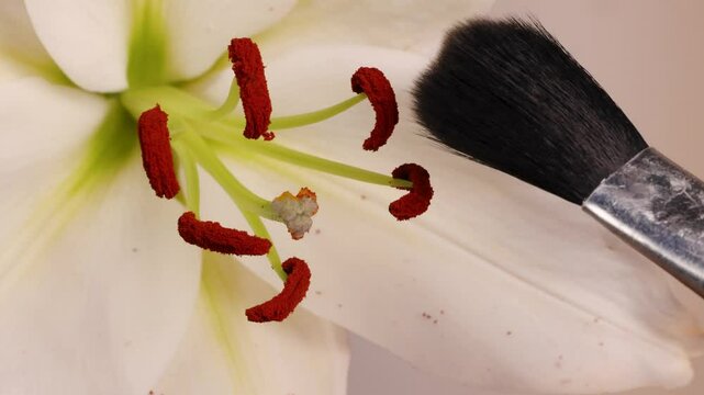 Close-Up of Lily Pollination with Brush Technique