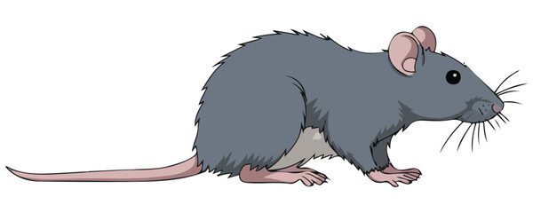 Wild brown rat vector