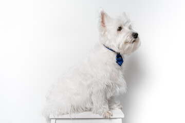 강아지,반려견,화이트 테리어,dog,puppy