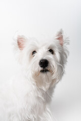 강아지,반려견,화이트 테리어,dog,puppy