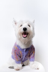 강아지,반려견,화이트 테리어,dog,puppy