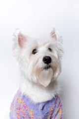 강아지,반려견,화이트 테리어,dog,puppy