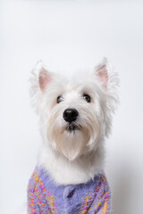 강아지,반려견,화이트 테리어,dog,puppy