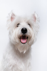 강아지,반려견,화이트 테리어,dog,puppy