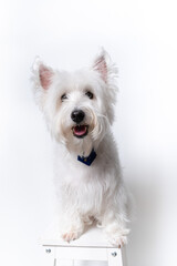 강아지,반려견,화이트 테리어,dog,puppy