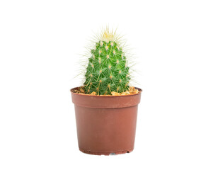 Cute Cactus in a Pot