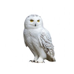 Obraz premium Snowy owl in flight isolated on white background, wildlife stock image in 16:9 aspect ratio, ideal for nature documentaries and conservation campaigns 