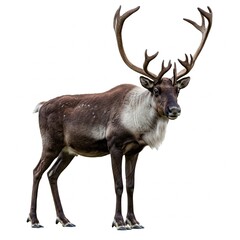 Naklejka premium Beautiful reindeer or caribou isolated on white background great for Arctic animal research, nature conservation projects, and wildlife stock visuals 
