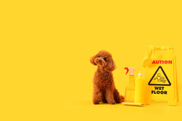 Cute Toy Poodle with bottles of detergent and caution sign on yellow background
