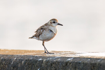 飛翔する可愛いダイゼン（シギ科）
英名学名：Grey Plover, Black-bellied Plover,...