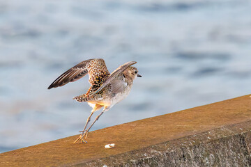 飛翔する可愛いダイゼン（シギ科）
英名学名：Grey Plover, Black-bellied Plover, Pluvialis squatarola
夜明けの底土港と底土海水浴場の日の出。
東京都伊豆諸島八丈島-2025年
