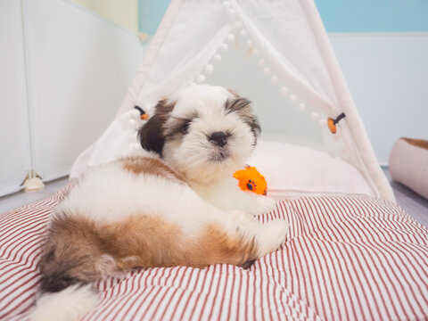A small Shih Tzu puppy with soft, fluffy fur playing with colorful toy in living room. - Powered by Adobe