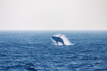 Fototapeta premium ブリーチング（ジャンプ）をしている。 陸から見えたザトウクジラ（ナガスクジラ科）の群れが泳ぐ様子。 英名学名：Humpback Whale, Megaptera novaeangliae 真新しい溶岩でできた荒々しい海岸線の底土港外。 東京都伊豆諸島八丈島-2025年 
