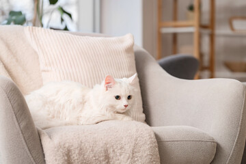 Cute white cat with plaid lying in armchair at home