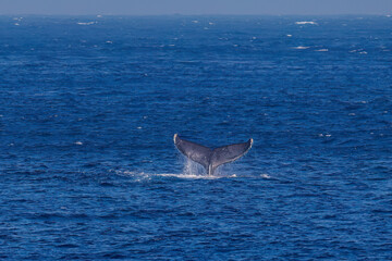 Fototapeta premium テイルスラップ（尻尾で海面を叩く）をしている。 陸から見えたザトウクジラ（ナガスクジラ科）の群れが泳ぐ様子。 英名学名：Humpback Whale, Megaptera novaeangliae 真新しい溶岩でできた荒々しい海岸線の底土港外。 東京都伊豆諸島八丈島-2025年 