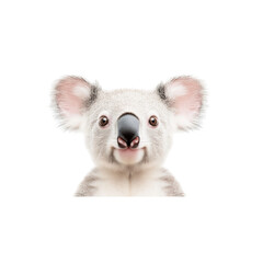 Cute koala with friendly expression, showcasing its unique features